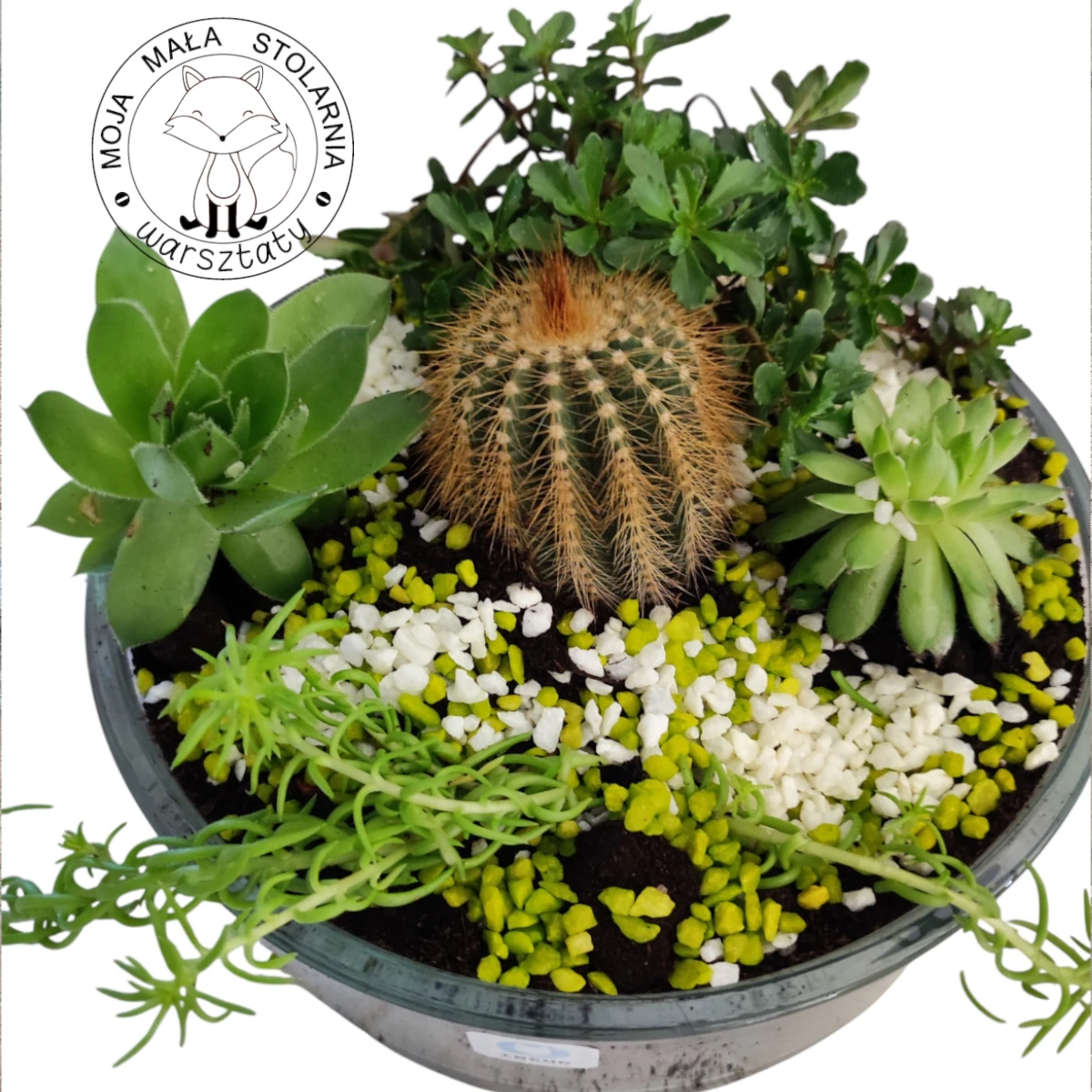 Kompozycja z żywych kaktusów i sukulentów w niskim, szklanym naczyniu na kolorowym piasku – warsztaty florystyczne.