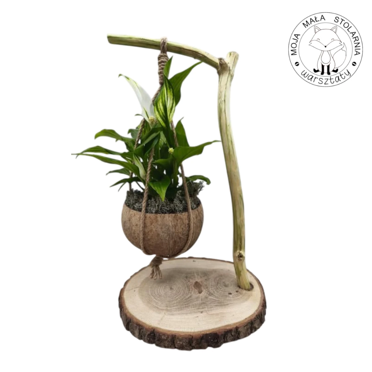 wisząca kokedama w kokosie ze skrzydłokwiatem, zawieszona nad plastrem drewna