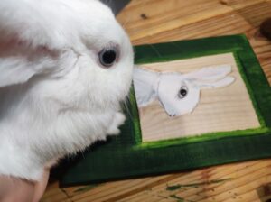 biały królik ogląda swój portret