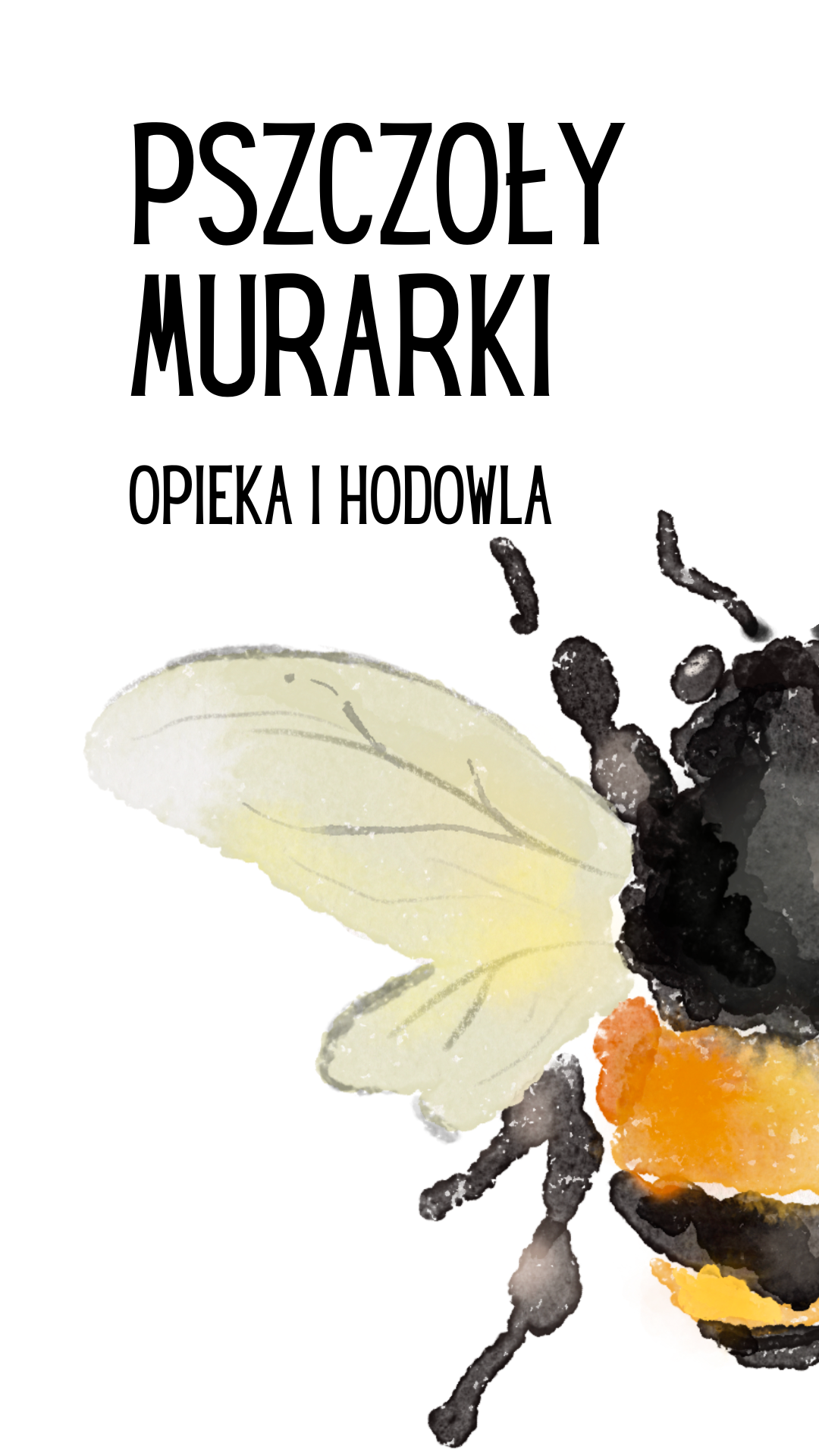 dzika pszczoła murarka